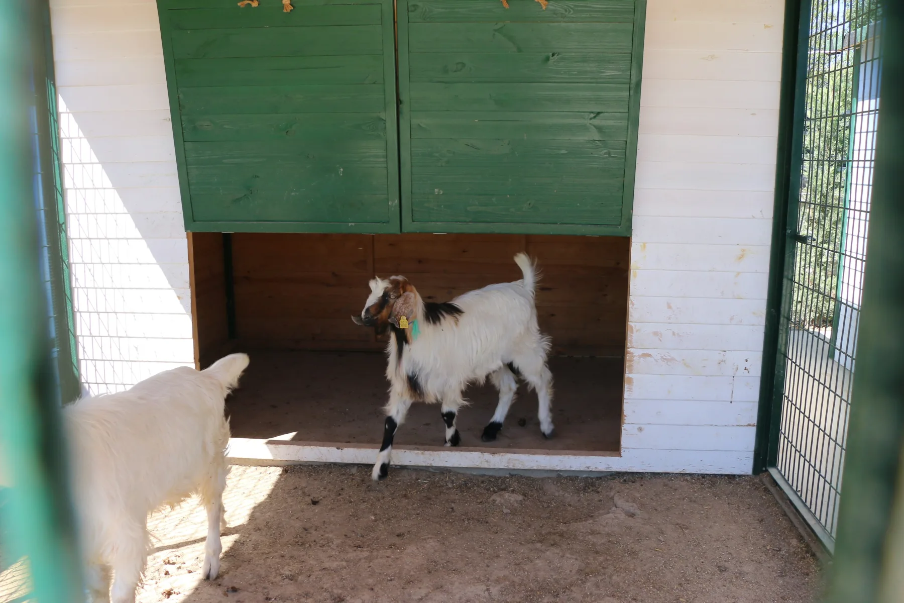 Kampüs keçi barınağı
