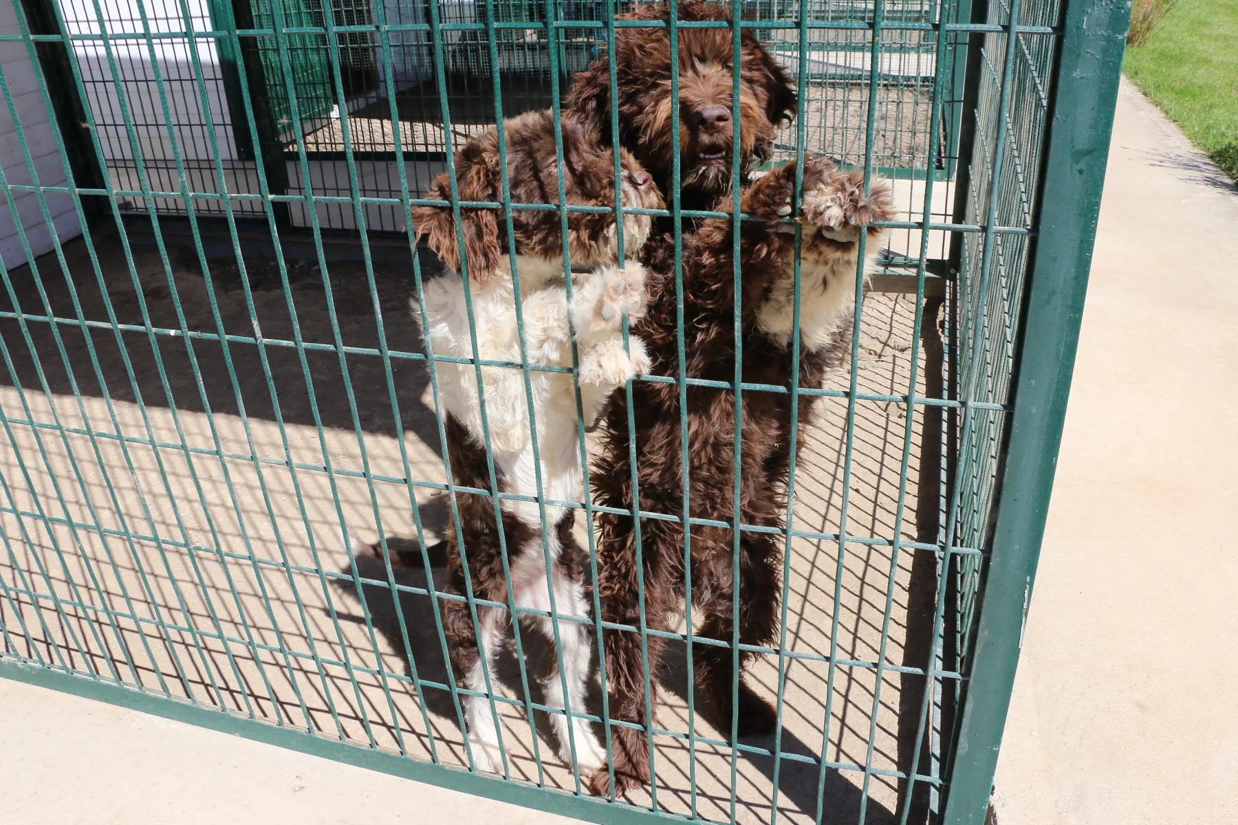 Mini çiftlikte keçiler